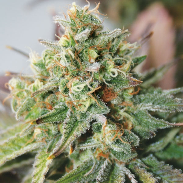 Critical XXL Auto Feminisierte Samen