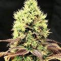 Semillas feminizadas de CBD Kush 'N' Cookies