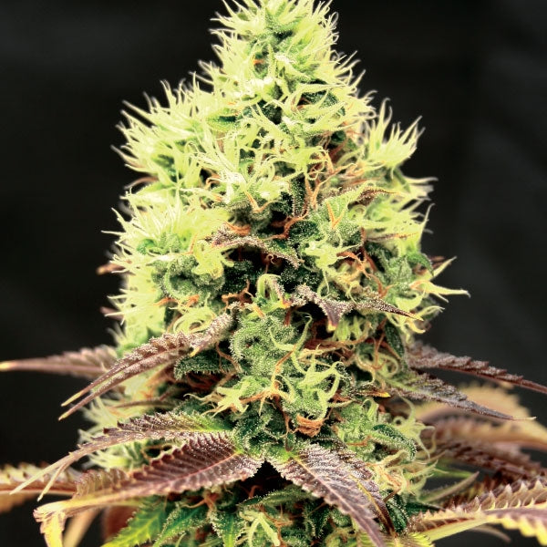 Semillas feminizadas de CBD Kush 'N' Cookies