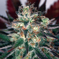 Semillas feminizadas de CBD Critical Relief
