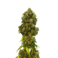Semillas feminizadas Swiss Dream CBD Auto