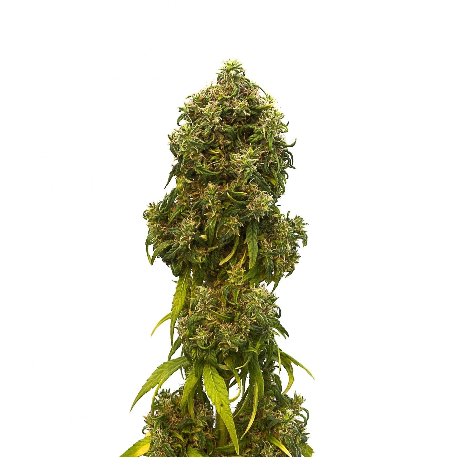Semillas feminizadas Swiss Dream CBD Auto