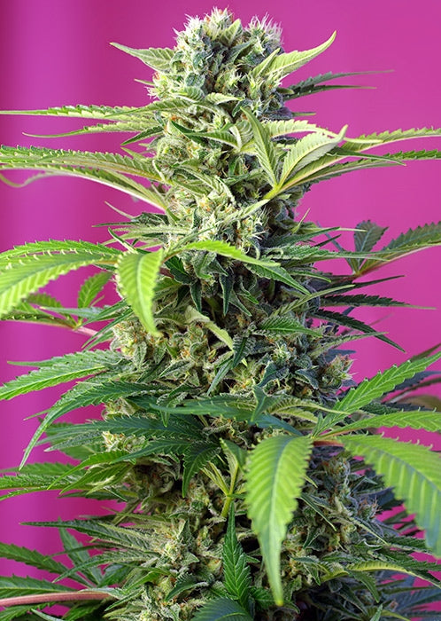 Semillas feminizadas Chem Beyond Diesel CBD