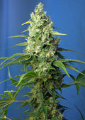 Semillas feminizadas Honey Peach CBD Auto