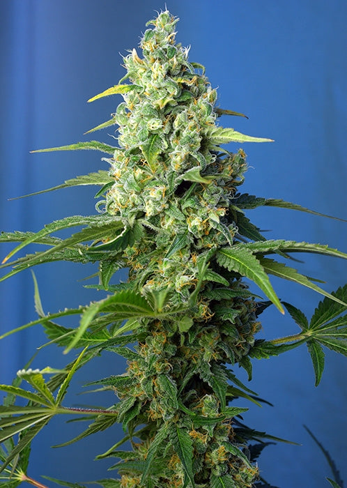 Semillas feminizadas Honey Peach CBD Auto