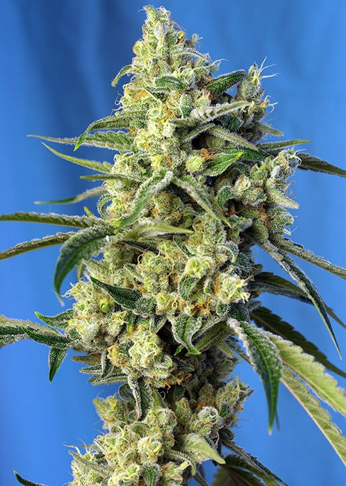 Semillas feminizadas de Sweet Amnesia Haze