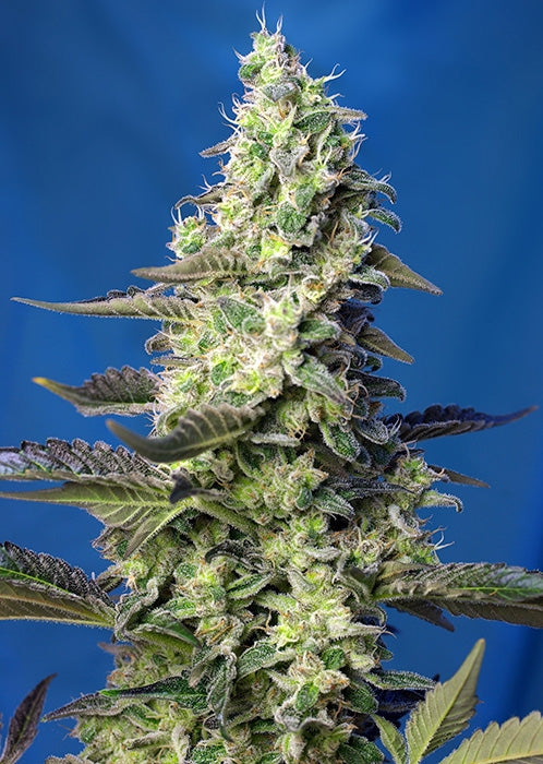 Green Poison XL Auto Feminisierte Samen