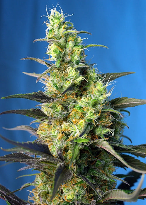 NYC Diesel CBD (ehemals Ice Cool CBD) Feminisierte Samen