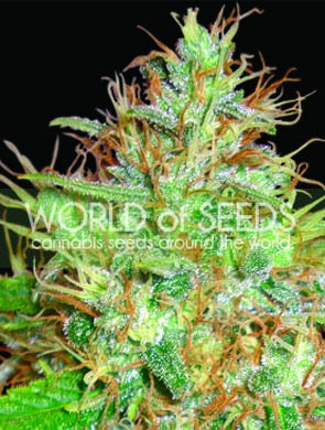 Afghan Kush x Skunk Feminised Seeds