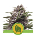 Royal Gorilla Auto Feminisierte Samen