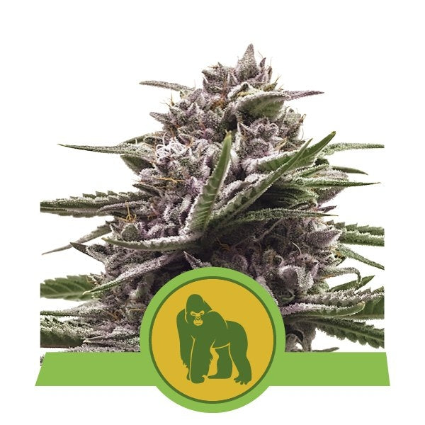 Royal Gorilla Auto Feminisierte Samen
