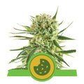 Royal Cookies Auto Feminisierte Samen