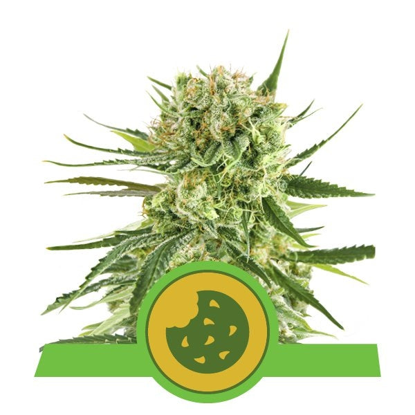 Semillas feminizadas Royal Cookies Auto