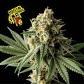 Semillas feminizadas de Badazz OG Cheese