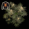 Badazz Cookies OG Feminised Seeds