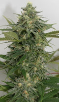 Semillas feminizadas de Sweet Ammo