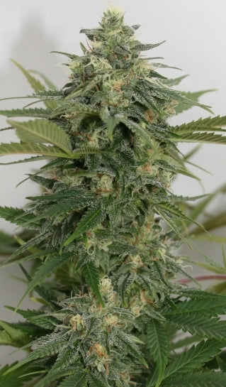 Semillas feminizadas de Sweet Ammo