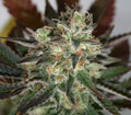 Semillas feminizadas de Devil's Mango