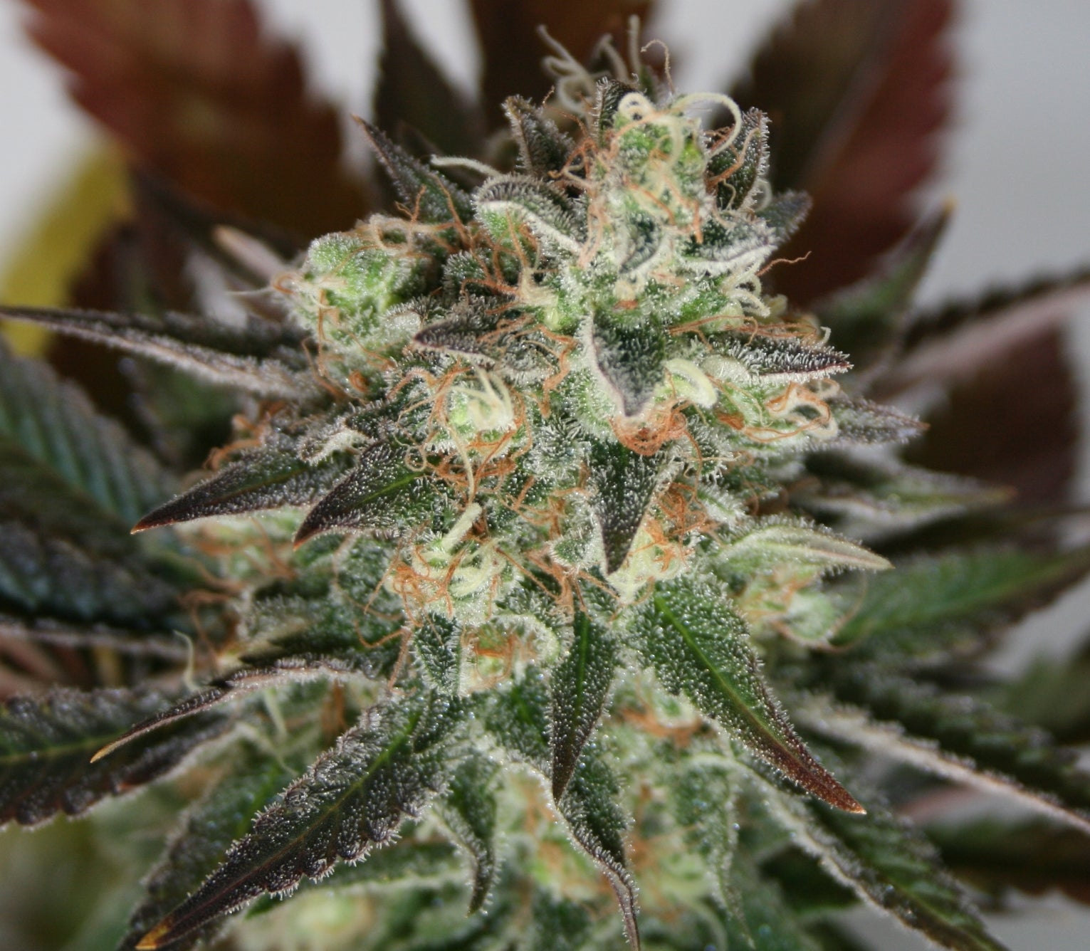 Semillas feminizadas de Devil's Mango