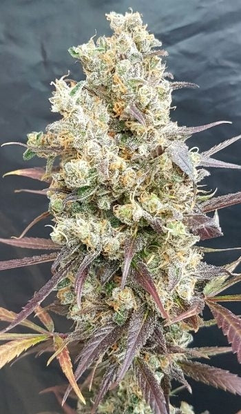 Semillas feminizadas Black Devil's OG
