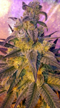 Semillas feminizadas de Sweet Peach