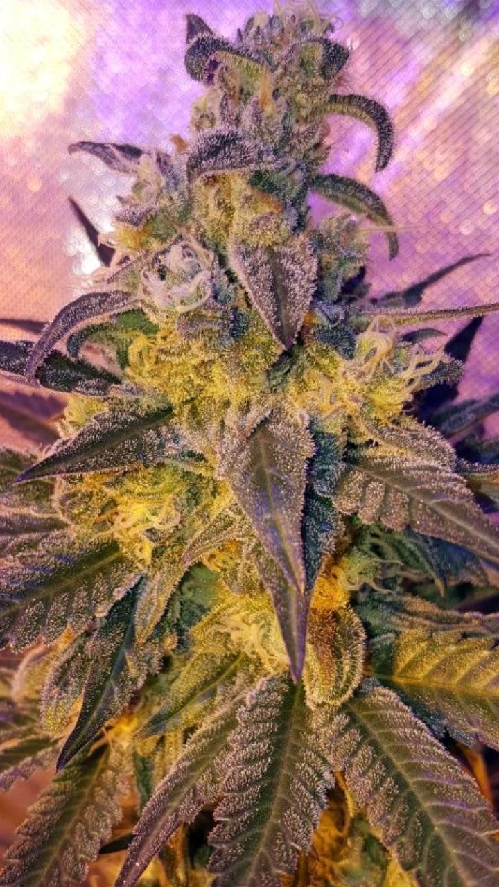 Semillas feminizadas de Sweet Peach