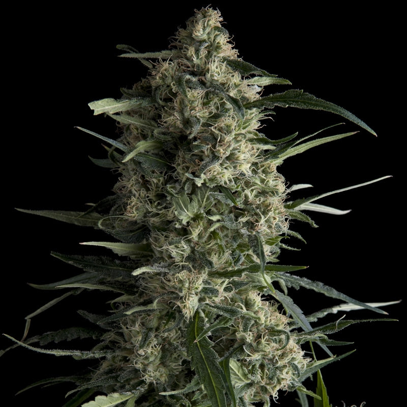 Semillas feminizadas Galaxy CBD