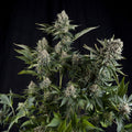 Semillas feminizadas de White Widow CBD