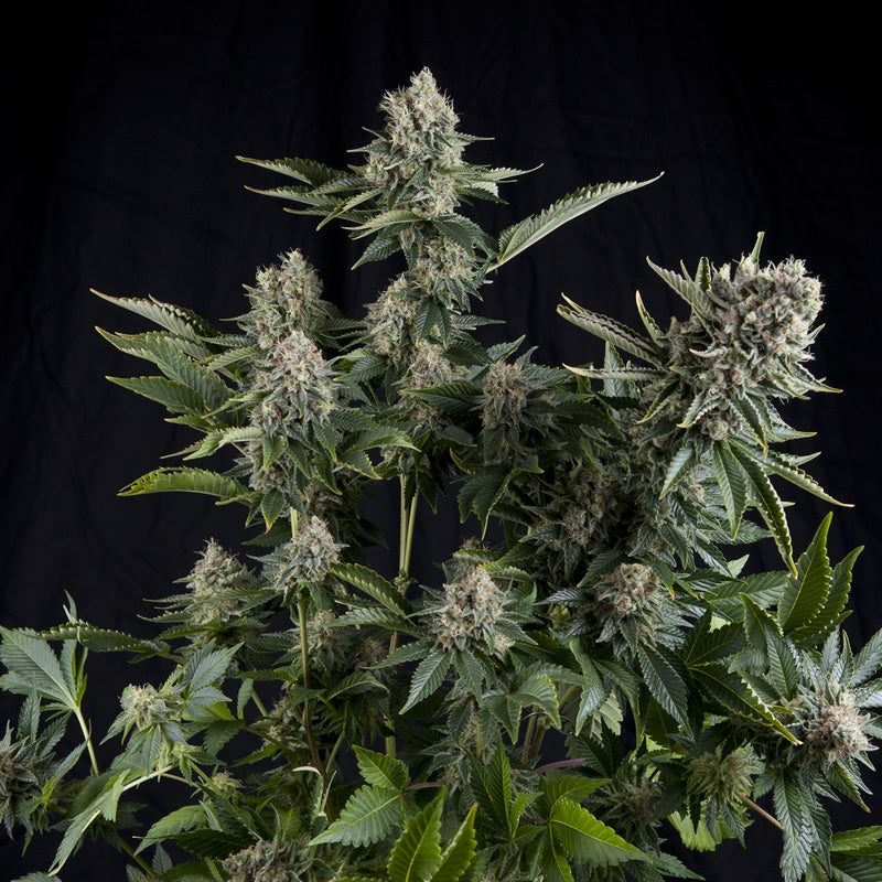 Semillas feminizadas de White Widow CBD