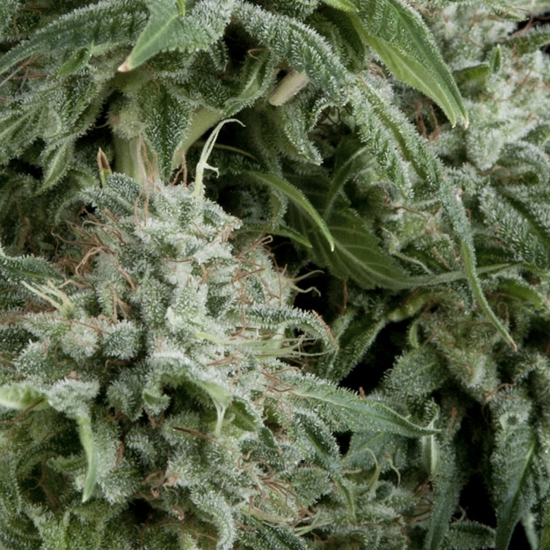 Semillas feminizadas Northern Lights CBD Auto