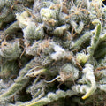 Semillas feminizadas de White Widow CBD Auto