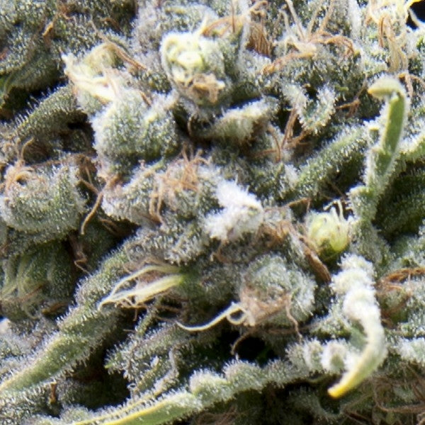 Semillas feminizadas de White Widow CBD Auto