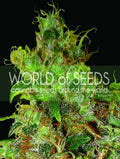 Northern Light x Skunk Feminisierte Samen
