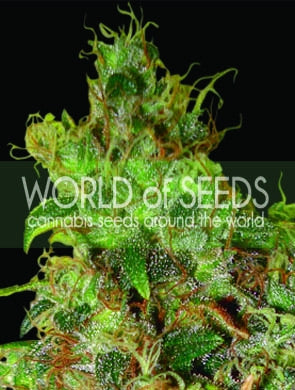 Semillas feminizadas Northern Light x Skunk