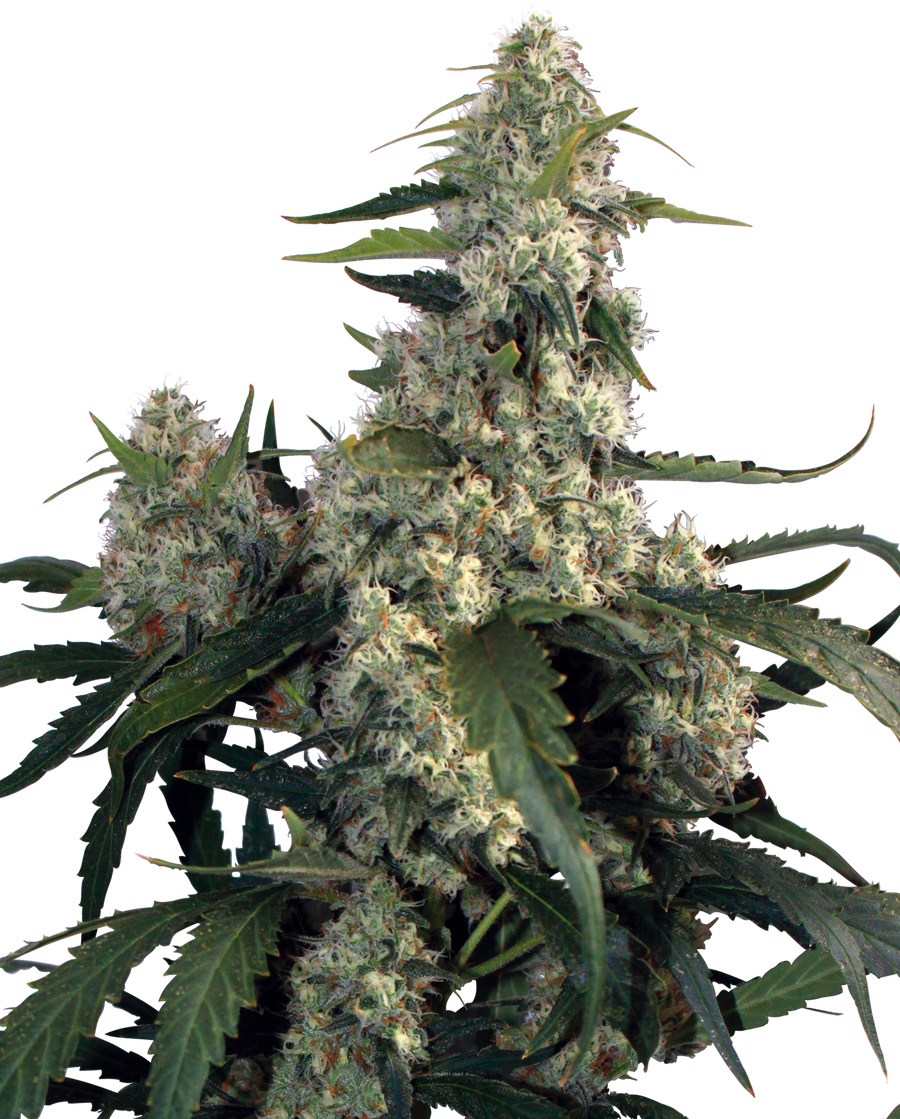 Quasar Feminised Seeds