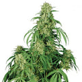 Calamity Jane Auto Feminised Seeds