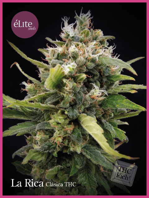 Semillas feminizadas La Rica Classic THC