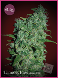Semillas feminizadas Llimonet Haze Classic THC