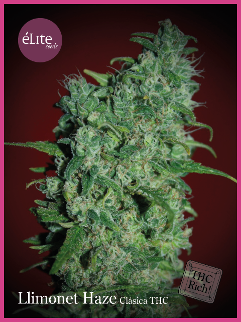 Semillas feminizadas Llimonet Haze Classic THC