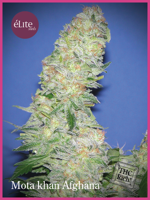 Semillas feminizadas afganas de Mota Khan