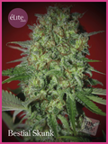Semillas feminizadas de Bestial Skunk