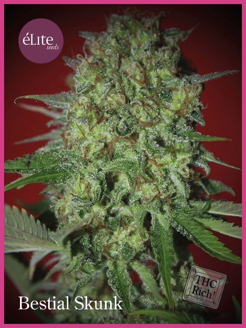 Semillas feminizadas de Bestial Skunk
