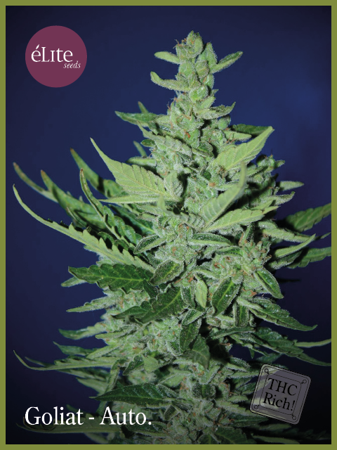 Goliath Auto Feminised Seeds