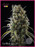 Semillas feminizadas La Rica Classic CBD
