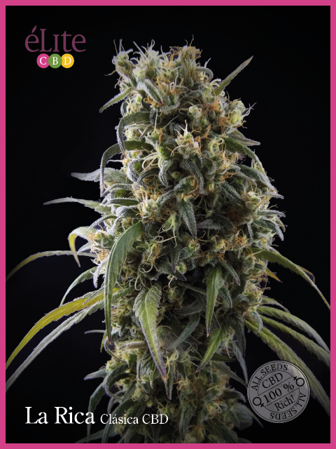 Semillas feminizadas La Rica Classic CBD