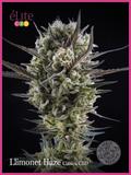 Semillas feminizadas Llimonet Haze Classic CBD