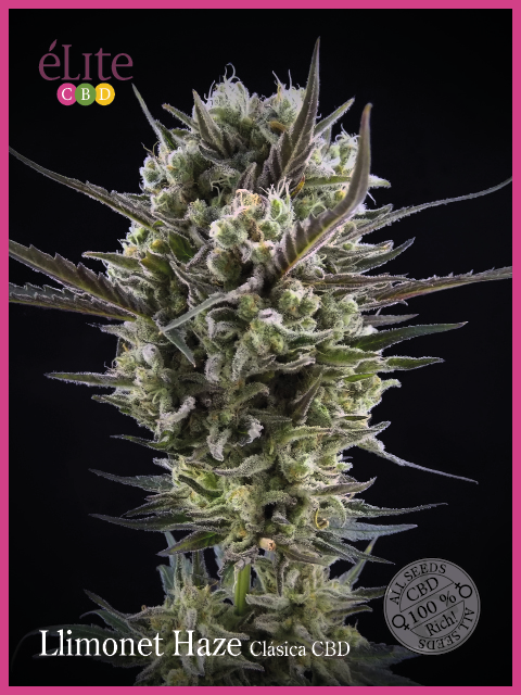 Semillas feminizadas Llimonet Haze Classic CBD