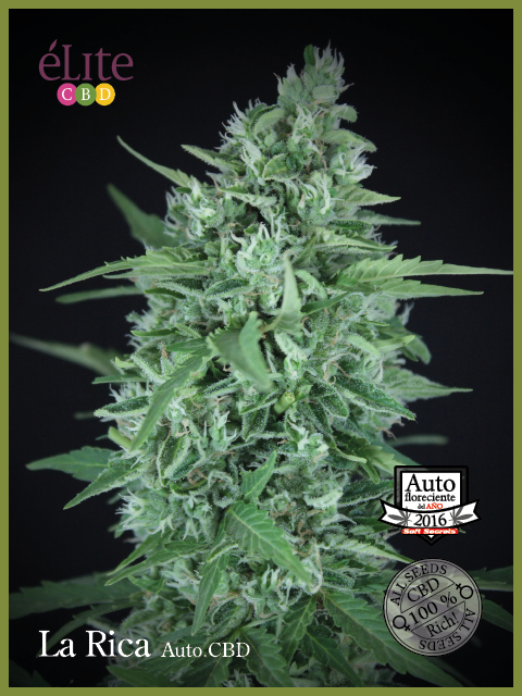 Semillas feminizadas La Rica CBD Auto