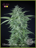 Semillas feminizadas Llimonet Haze CBD Auto