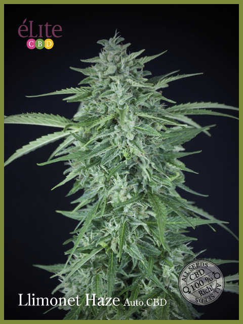 Llimonet Haze CBD Auto Feminised Seeds